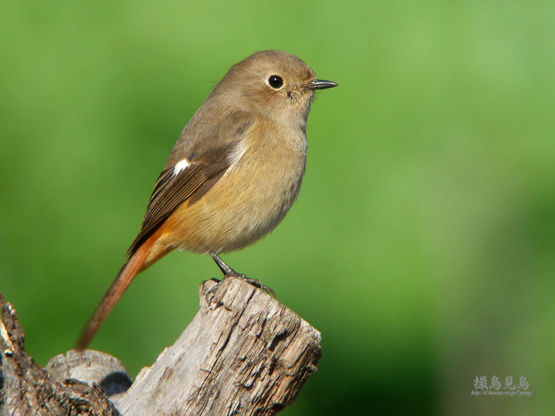 ジョウビタキ（メス）